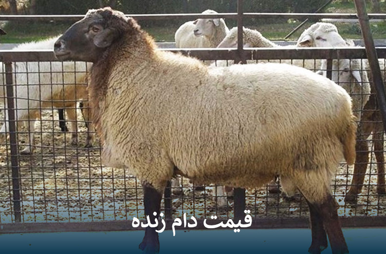 قیمت دام زنده