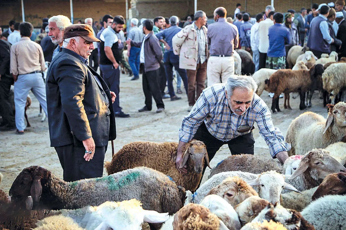 قیمت دام زنده